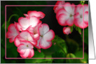 Geranium in bloom, blank note cards