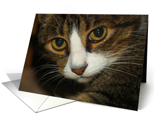 Tabby Cat Looking at You card (846796)