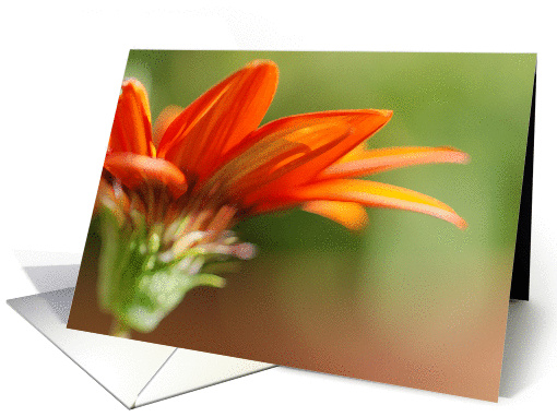 Red Gazania - African Daisy card (846800)