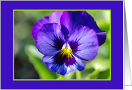 Purple Pansy card