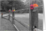 color splash card