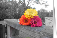 color splash card