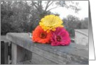 color splash card