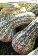 pumpkins card