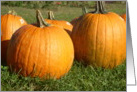 pumpkins card