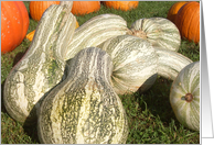 pumpkins card