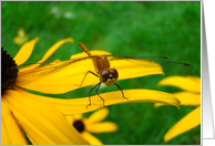 Garden Friend 2 card