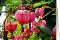 Bleeding Hearts Blank Note Card