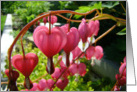 Bleeding Hearts Blank Note Card