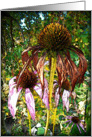 Coneflower Note Card