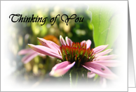 Thinking of You (Cone Flower) card