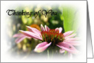 Thinking of You (Cone Flower) card