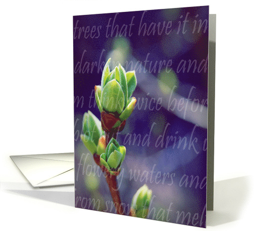 Lilac Buds-Spring Flowers and Gardens card (625618)