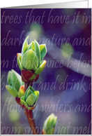 Lilac Buds-Spring Flowers and Gardens card