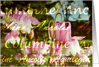 Columbine-Flowers and Gardens card