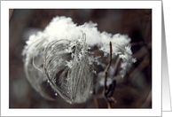 Snow In The Garden- Blank Inside card