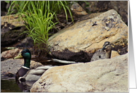 Mallard Duck Couple- Blank card