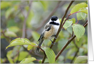 Chickadee- Any Occasion card