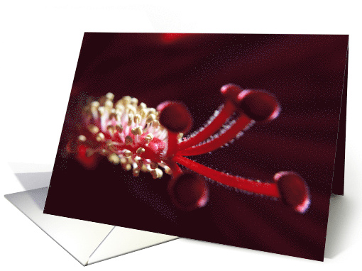 Hibiscus Flower Core- Any Occasion card (733370)