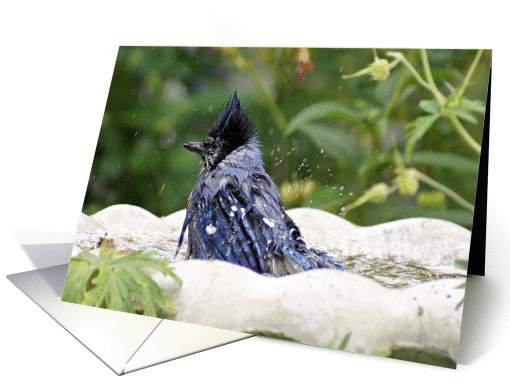 Blue Jay In Birdbath- Any Occasion card (733374)