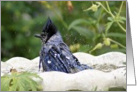 Blue Jay In Birdbath- Any Occasion card