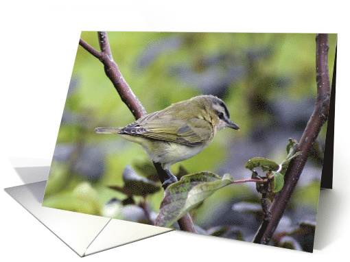 Yellow Warbler- Any Occasion card (733376)