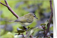 Yellow Warbler- Any Occasion card
