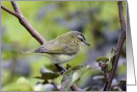 Yellow Warbler- Any Occasion card