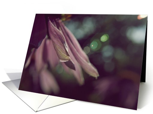 Purple Coneflower Petals- Any Occasion card (733394)