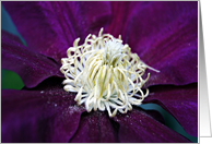 Clematis Bloom- Any Occasion card