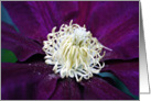 Clematis Bloom- Any Occasion card