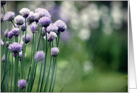 Chive Blooms- Any Occasion card