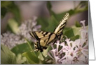 Butterfly On Lilacs- Any Occasion card