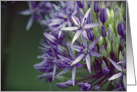 Allium Flower- Any Occasion card