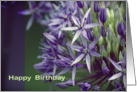 Happy Birthday- Allium card