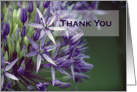 Thank You- Allium Flower card