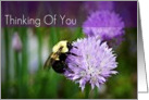 Thinking Of You-Bee On Flower card