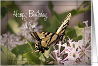 Happy Birthday Mom, butterfly on flower card