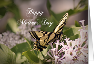 Happy Mother’s Day, butterfly on flower card