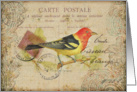 Any Occasion-Vintage Bird Postcard card