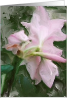 shy pink lily card