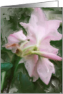 shy pink lily card