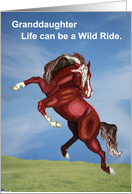Wild Spooking Horse Encouragement to Granddaughter card