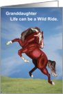Wild Spooking Horse Encouragement to Granddaughter card