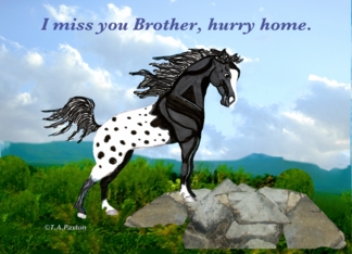 Black Appaloosa Horse Miss you brother