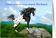 Black Appaloosa...