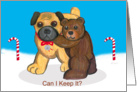 Pug Dog and Teddy Bear Christmas card