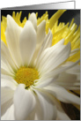 Blank Note Card White Daisy Close Up design card