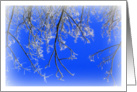 Season’s Greetings Frosty branches blue sky card