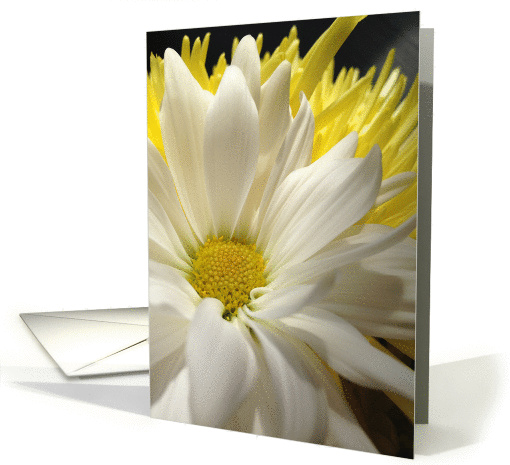 Blank Note Card White Daisy Close Up design card (1417560)